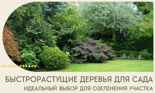 Быстрорастущие деревья для сада идеальный выбор в Партизанске