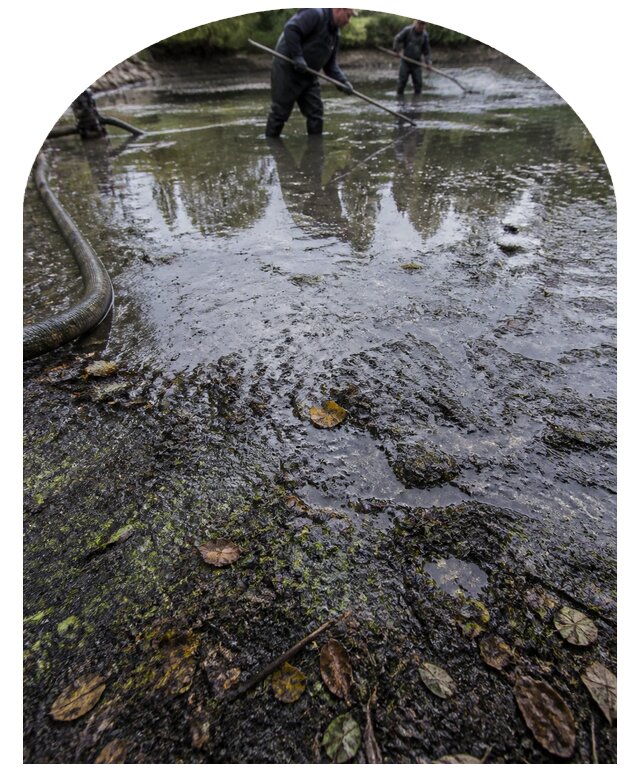 Очистка пруда в Партизанске от ила мусора и водорослей с вывозом